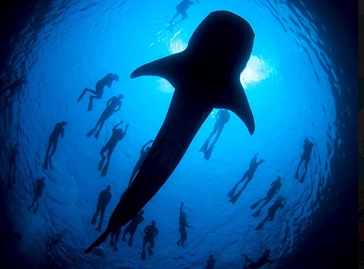 whale shark dolphin man