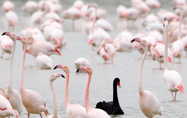 flamingo kyknos