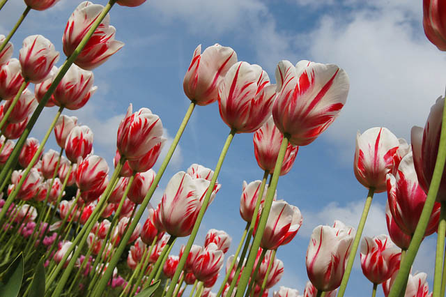 tulips up