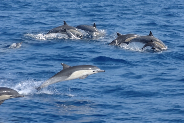 delfinia kopadi
