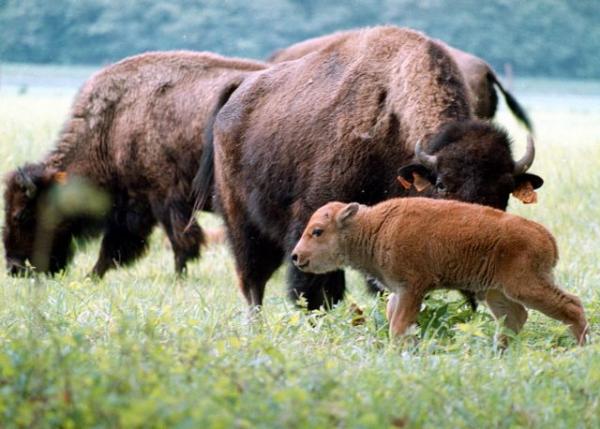 bison baby