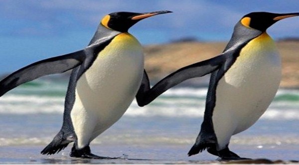 penguins two