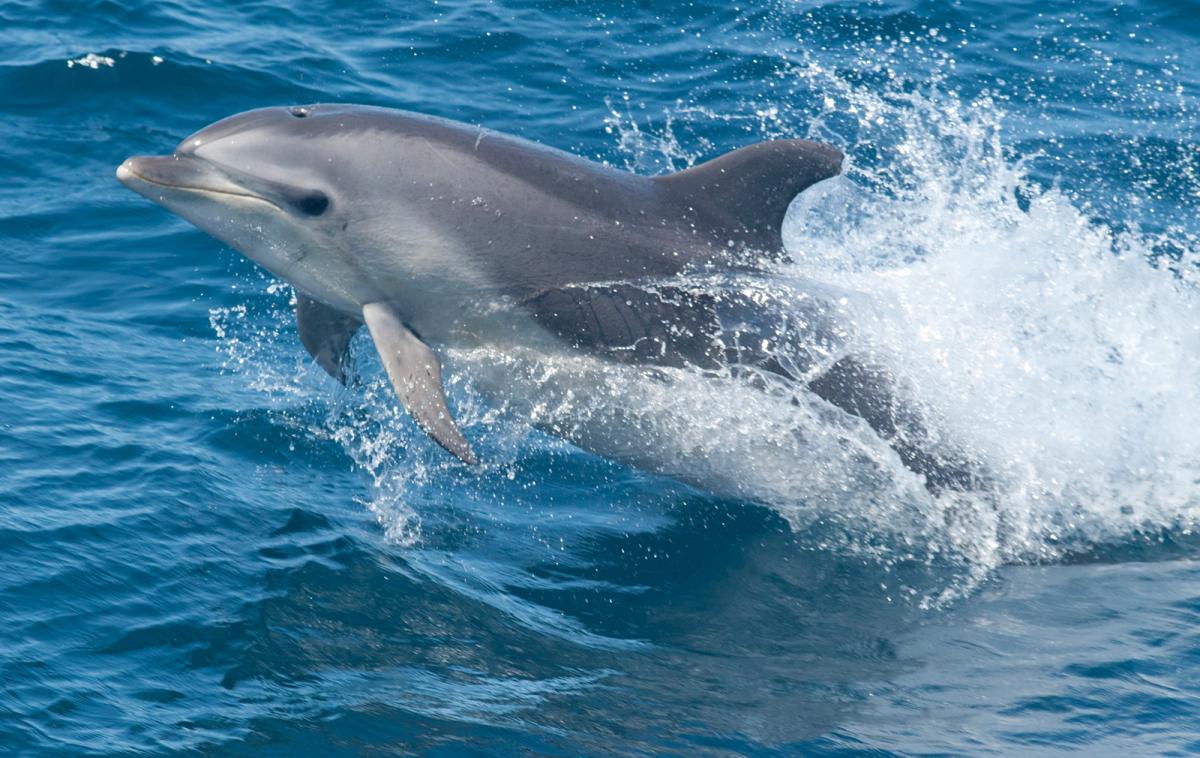 dolphin bottlenose