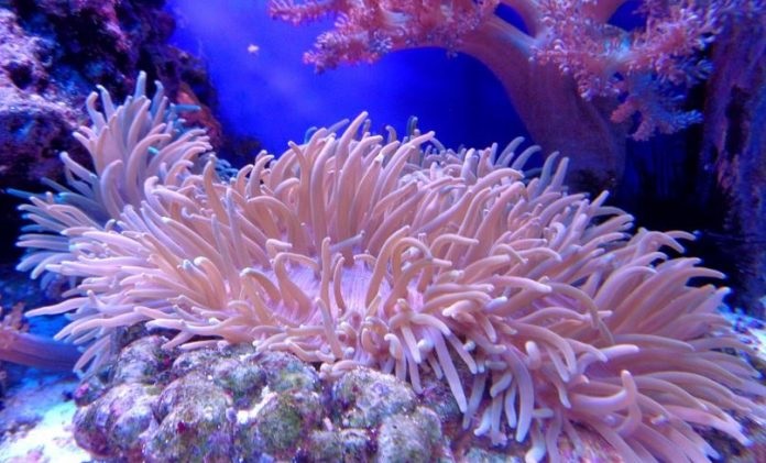 koralia aigaio