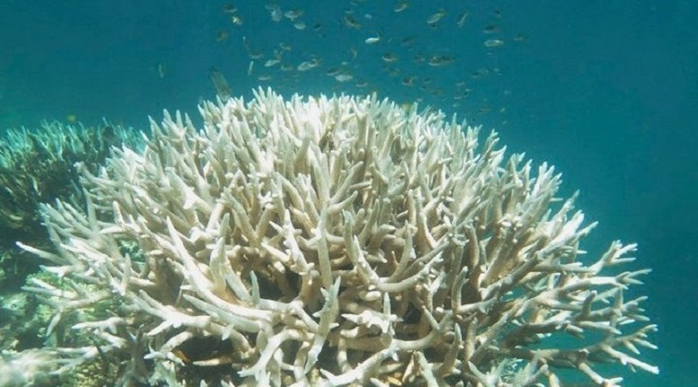 koralia lefka