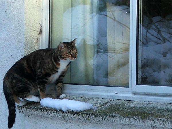 1 cat window snow