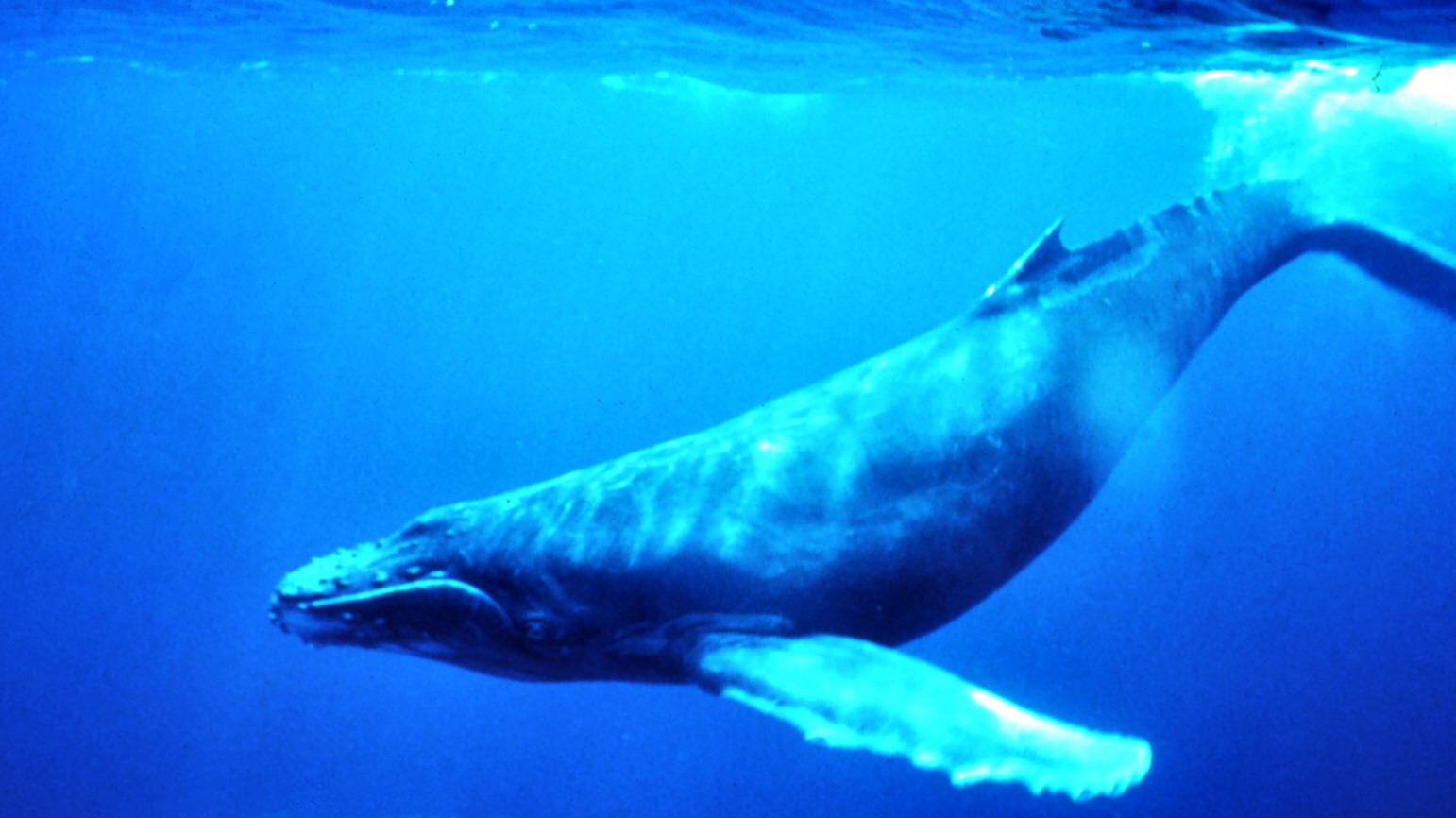 1 whale blue